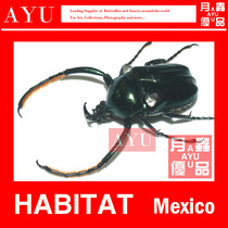 Green hair hornflower turtle insect crafts materials collection beetle art design moon insect excellent products