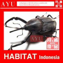 Giant Wood Elephant Insect Specimen Crafts Materials Museum Collection Beetle Art Design Photography