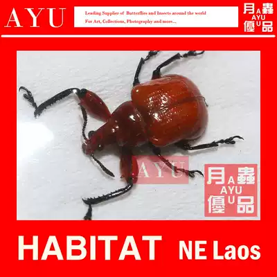 Popeye Roll Elephant Insect Specimen Craft Gift Decoration Material Museum Collection Beetle Photography Art Design