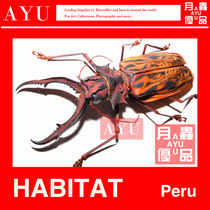 Peruvian long-tooth tianniu insect crafts materials collection beetle art design collection moon insect excellent products