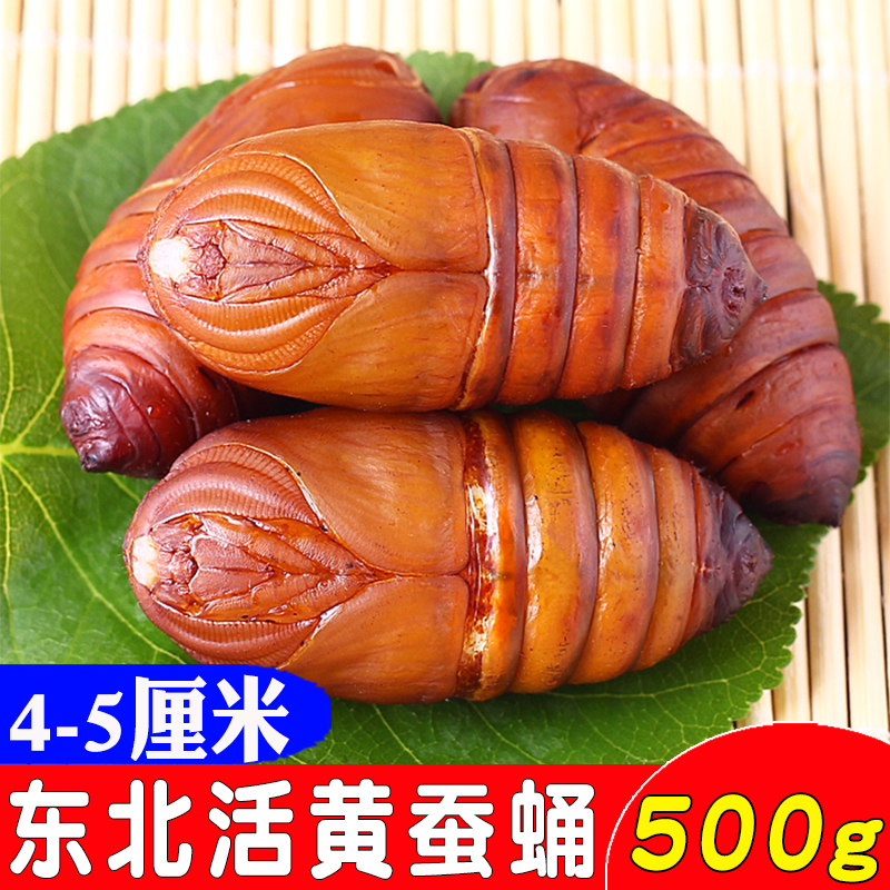 Northeast Teryield Tussah Silkworm Chrysalis Fresh Rhubarb Silkworm Chrysalis Pupa Cocoon Pupa Chrysalis Pupa Chrysalis Pupa Cocoon 500g