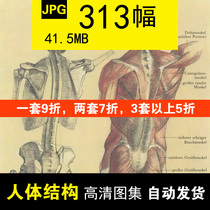 German classic art with human structure proportions anatomical sketching sketch sketch sketching reference material Fine art information