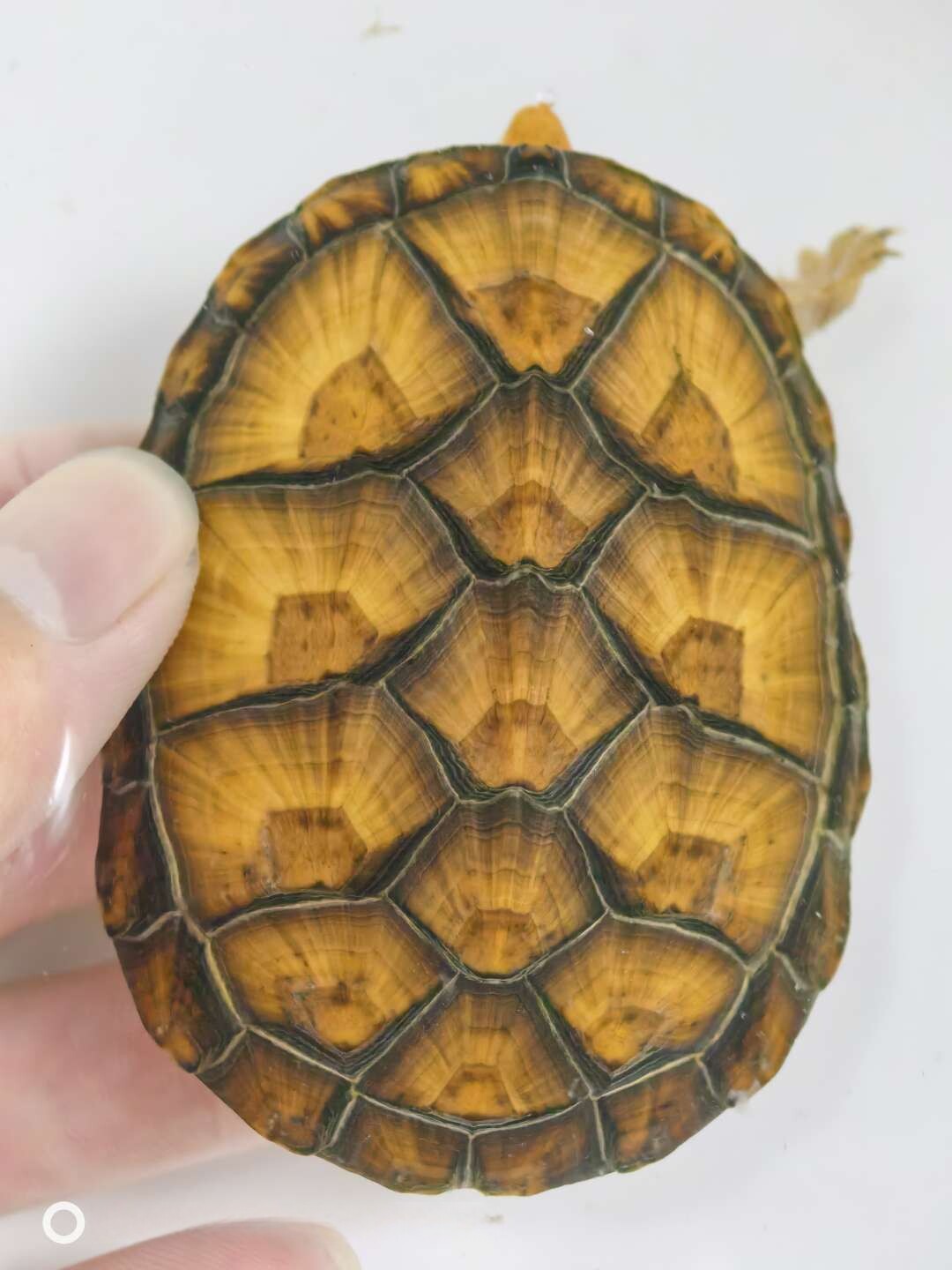 🔥红面蛋龟,深水龟界社交明星 🐢-龟-淘宝好物网