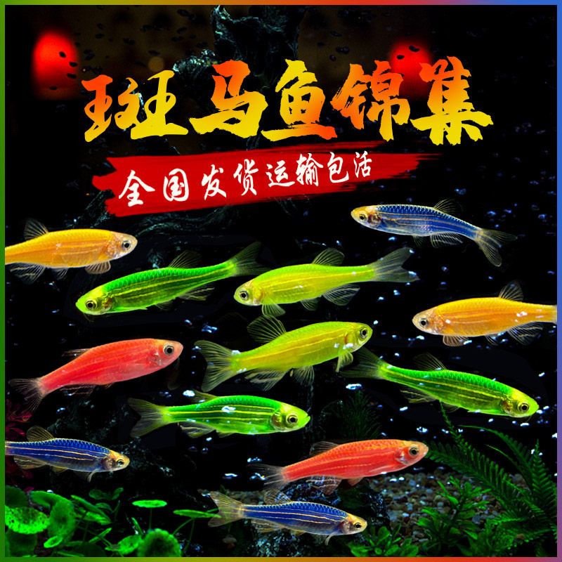 RED-SPOTTED HORSE BLUE ZEBRA BAO WEN FLUORESCENT ZEBRAFISH TROPICAL FISH ORNAMENTAL FISH LIVE FRESHWATER PET FISH FEED FISH