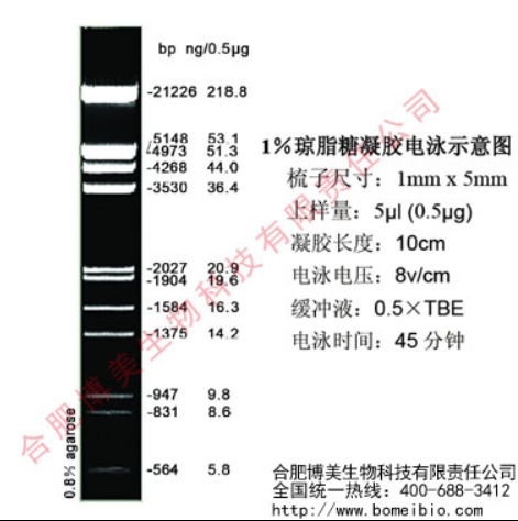 Lambda DNA Marker实验试剂 Hind III EcoR I分子生物试剂 合肥博美生物科技