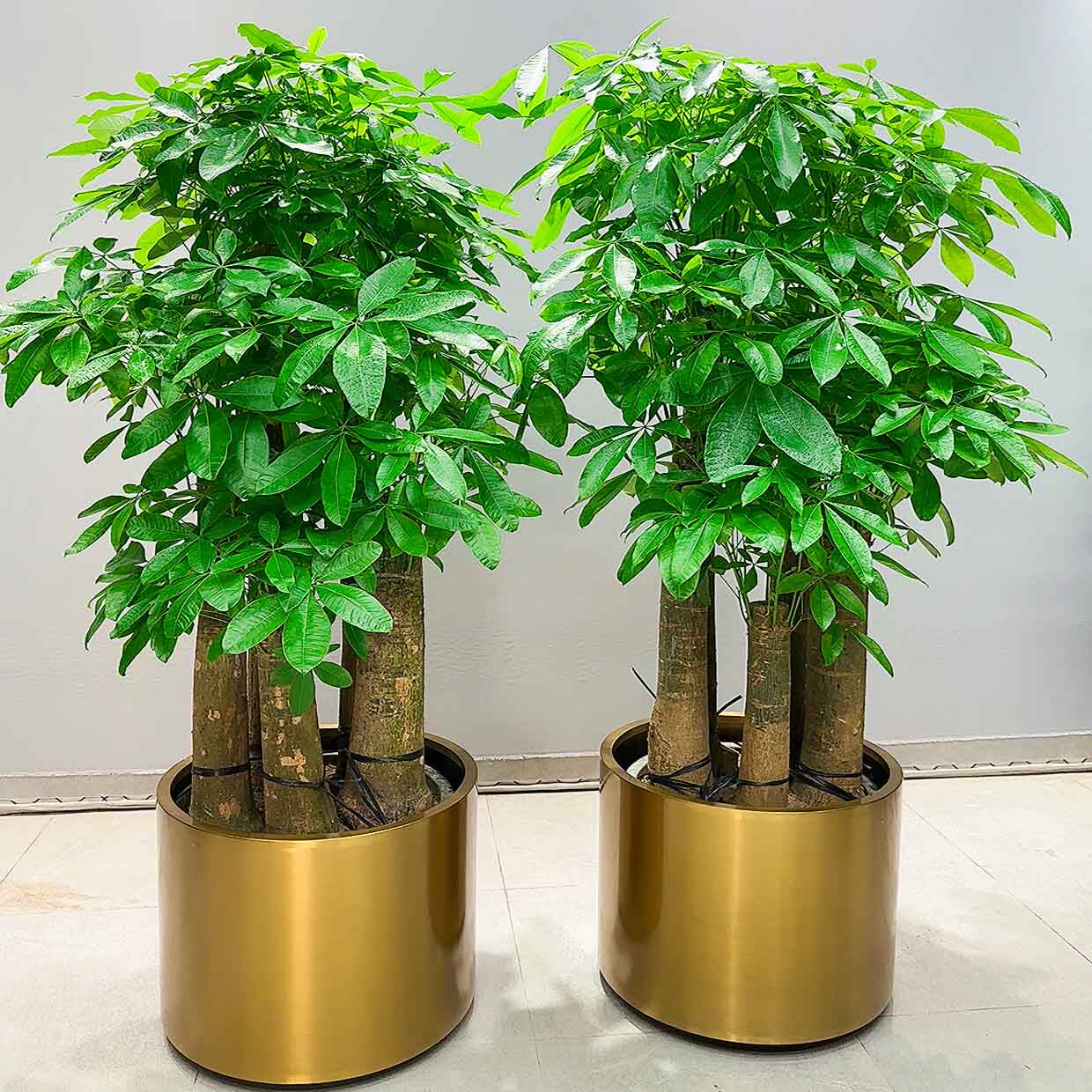 广州市树多多绿植