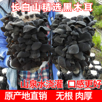 Northeast small bowl of fungus dry goods rootless meat thick super wild 500g boutique Changbai Mountain black fungus autumn ear basswood