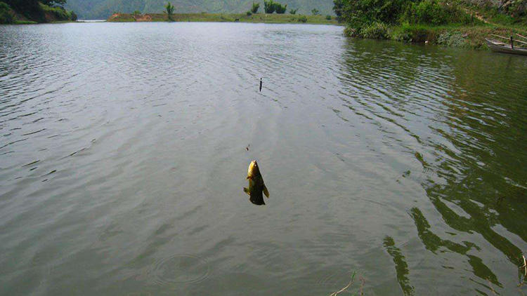 矶钓竿钓淡水鱼的使用方法,新手必看