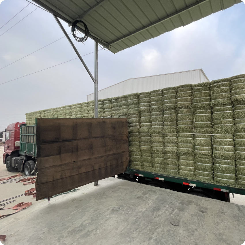 The United States imports high-quality alfalfa grass alpaca milk milk goat racehorse ostrich giraffe feed staple food 100 catties