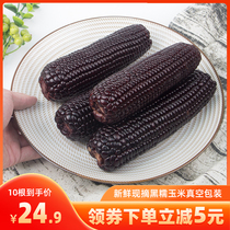 (whole box of 10) black corn fresh glutinous corn sticky corn sweet sticky rice non-ready-to-eat corn stubble