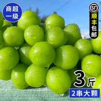 Sunshine Rose Grape 3 Jin Seasonal Fresh Sunny King Grape Seedless Grape Fragrant Green Fruit Whole Box