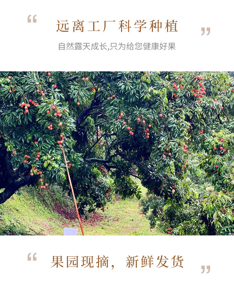 O1CN01BoVSg21Xuizz6uNby_!!2926862984.jpg