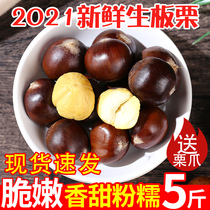 2021 chestnut fresh fruit to oil chestnut 5kg seasonal vegetable cone chestnut oil chestnut pickled chestnut