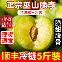 Shunfeng Chongqing Wushan crispy plum bone plum Sichuan 5kg fresh fruit season whole box of pregnant women green crisp plum soil