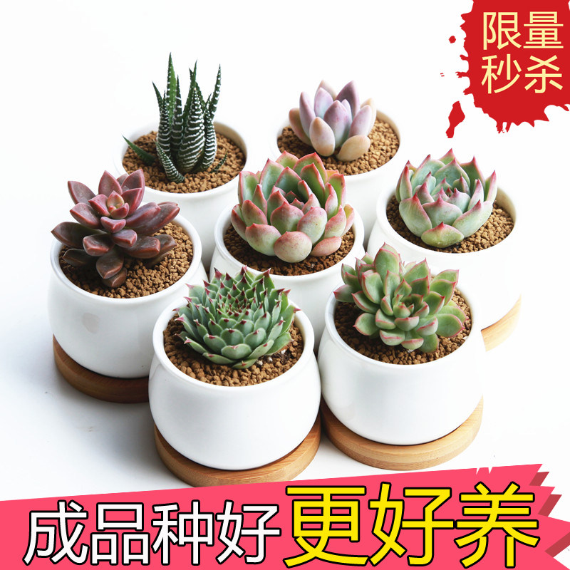 多肉植物 盆栽 新手 送花盆土肉肉植物 绿植种好礼品 含盆组合