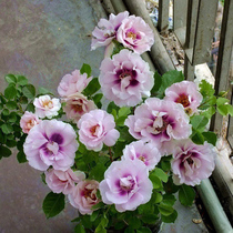 Balcony potted green plant rose flower seedlings your eyes multi-colored rose fragrant shrubs diligent flowers multi-headed Rose Rose