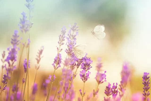 Dotray Lavender tinh dầu 10ml bóng gói mụn in khử muối mụn in duy nhất fang hương liệu tinh dầu chính hãng tinh dầu ô tô