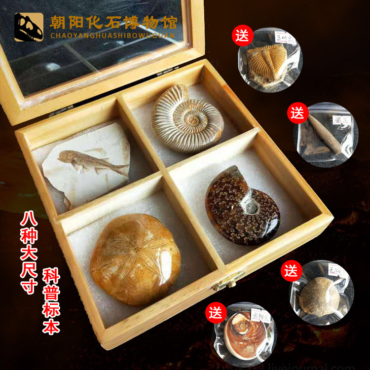 Natural 8 kinds of paleontological animal fish fossil specimen box trilobite ammonite science teaching children's birthday gift