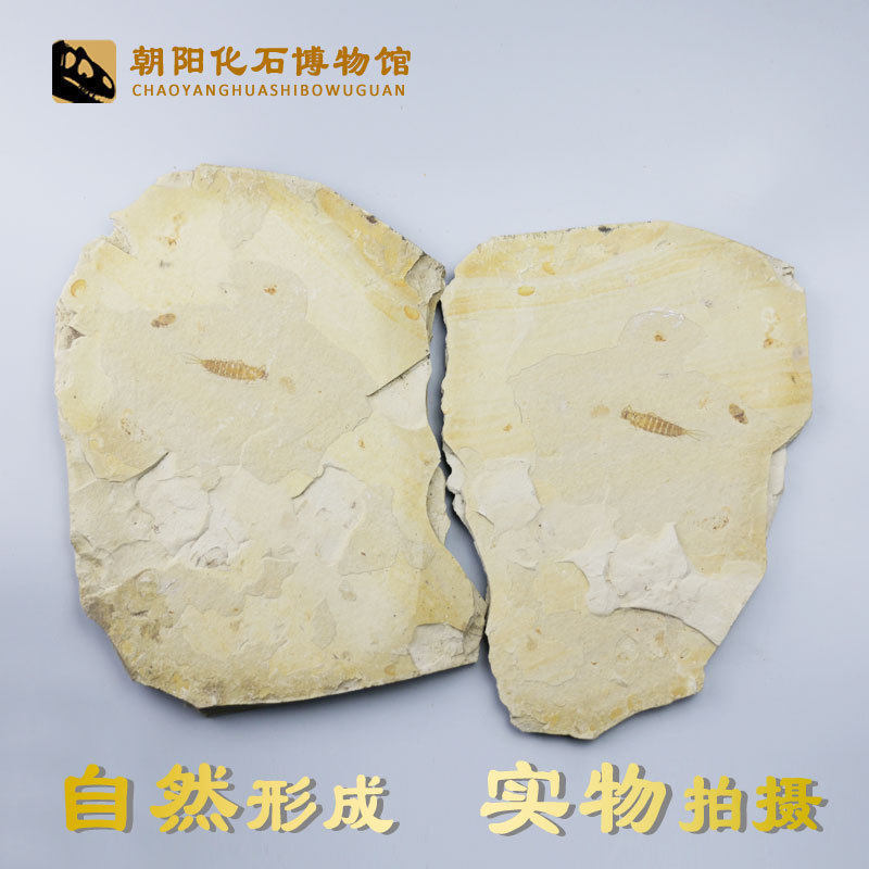 Liaoxi natural three-tailed ephemera fossil Paleontological fossil Primitive stone Insect fossil Sightseeing stone Qishi specimen