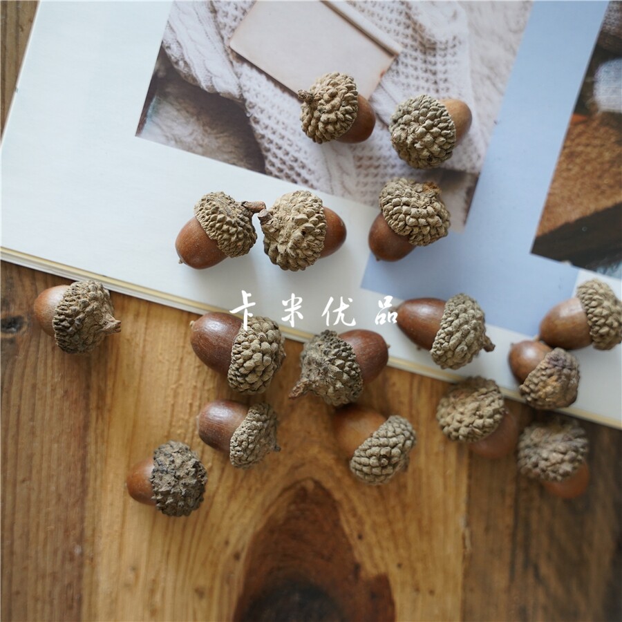 Acorn forest department DIY hand-made accessories Pure natural real acorn acorn dried fruit natural berry photo props