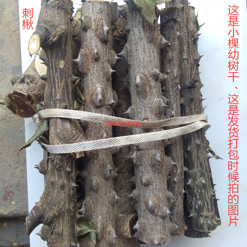 Natural Native Thornwood Drum Nails, Thorn Wind Tree Bird-Proof Nails, Thornwood Tree, Thornwood Cloud Tree Trunk Dried Product 500g