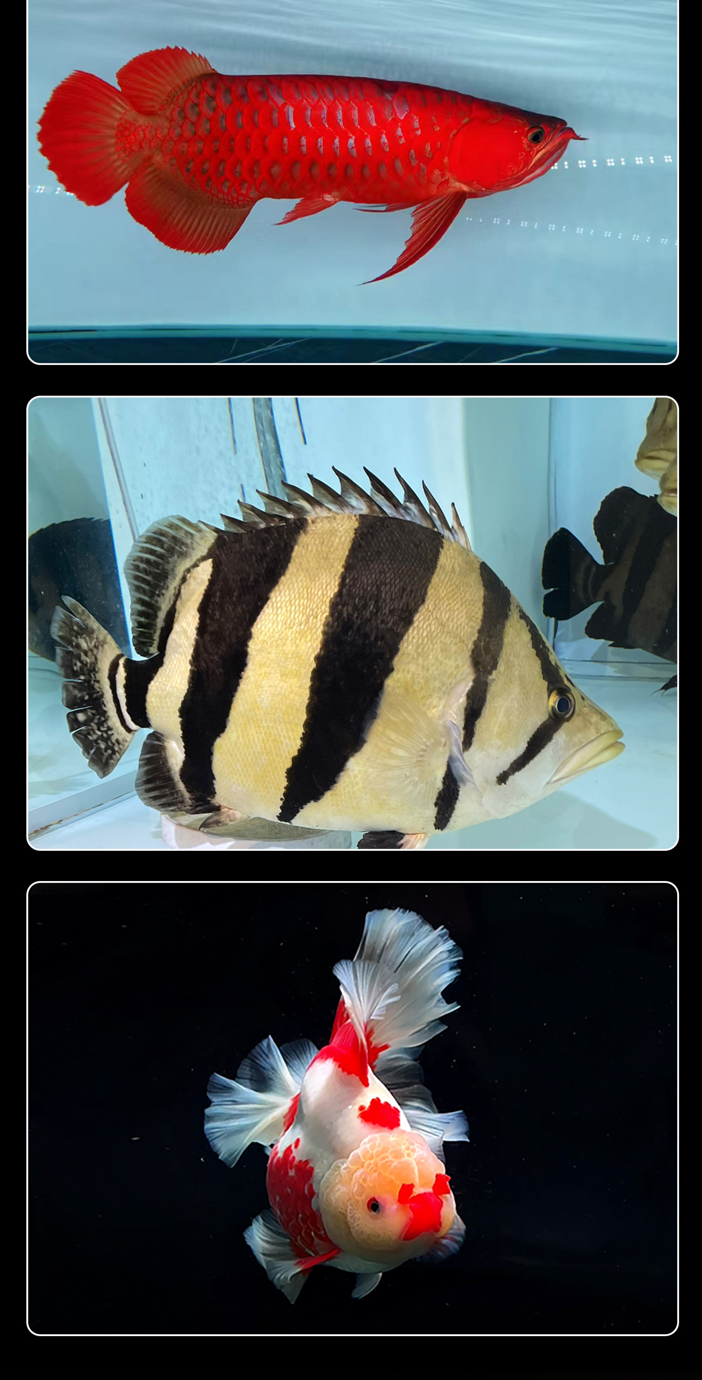 马印发色灯龙鱼灯专用三基色鱼缸灯水族箱灯管潜水灯NEC灯全光谱 detail 15