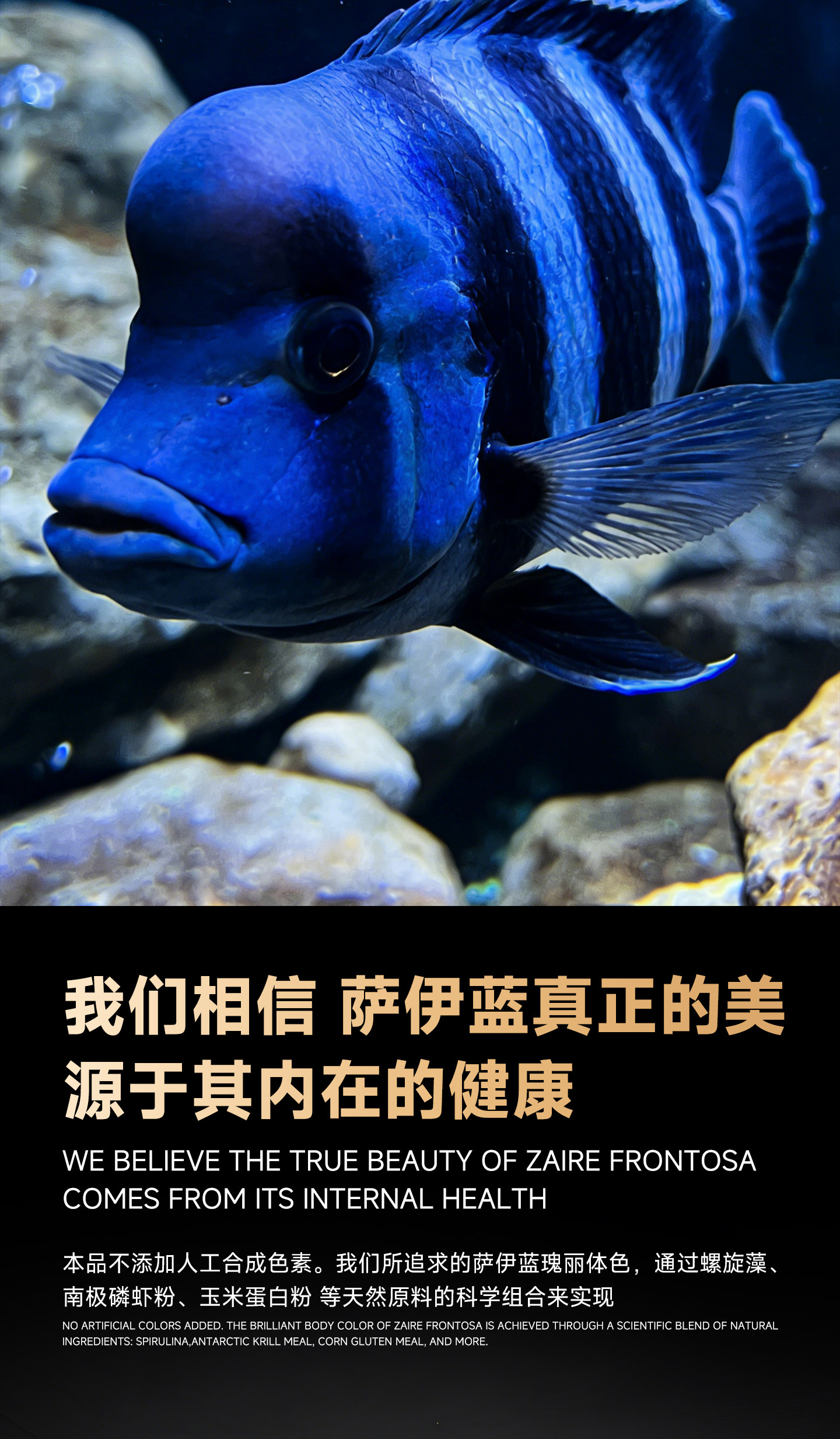 马印饲料萨伊蓝专用增色增蓝饲料颗粒观赏鱼饲料营养饲料助显真蓝 detail 5