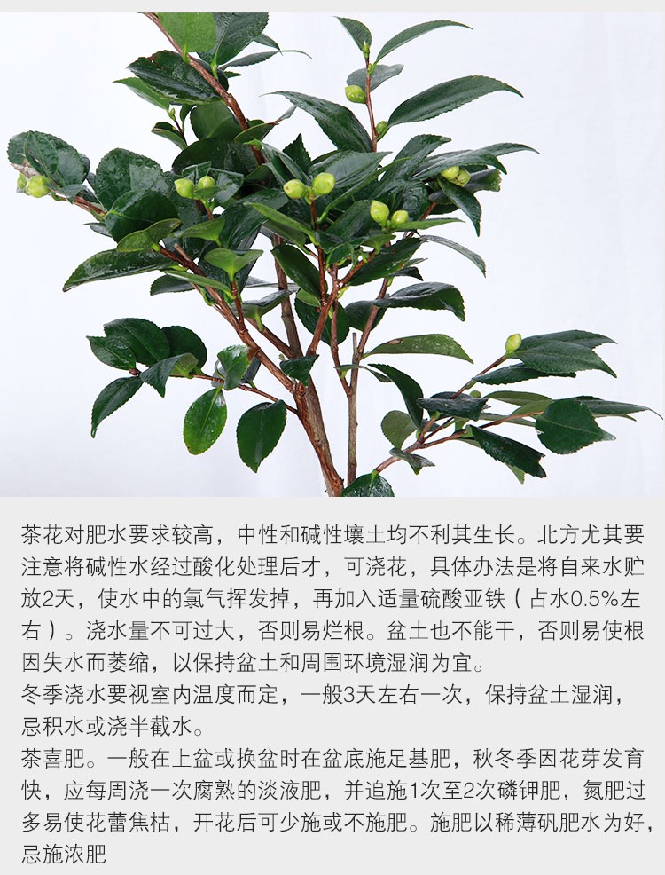 Camellia flower seedlings hardy potted flowers color wining a tree saplings four seasons flower flower flower the plants indoors