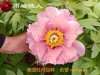 八千代椿帝冠吉野川名望金腰楼牡丹花苗菏泽精品大花型牡丹庭院