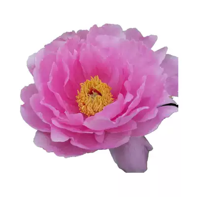 八千代椿帝冠吉野川名望金腰楼牡丹花苗菏泽精品大花型牡丹庭院