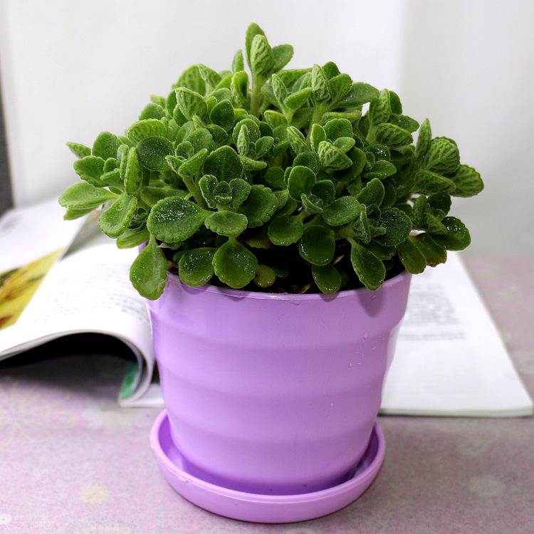 桌面盆栽绿植多肉碰碰香一抹香一摸香 驱蚊提神香草植物花卉绿植