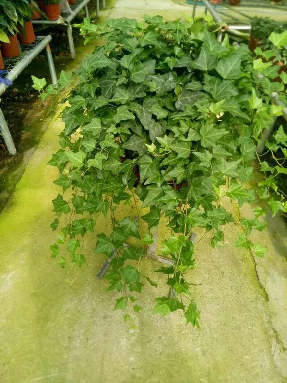 这3种花净空气,把家里的毒气都吸干净16