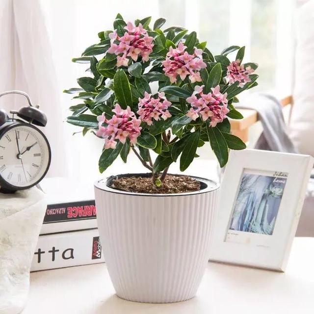 我国十大香花,家里养一盆,满室生香44