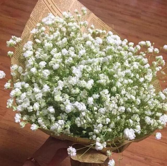 鲜花养不活,就养几株“干花”,久不褪色11