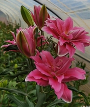 The heavy petals lilies snowy Yala seconds to kill.