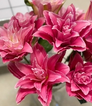 Red Beauty Double Head for 5 seconds to kill