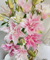 The heavy flap Isabella bulls a second kill.