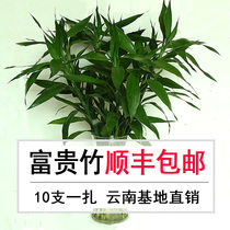 Yunnan flowers batch office Living room indoor hydropony green plants rich and expensive bamboo water bamboo hair one zaky batch of speed transport