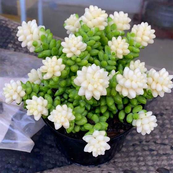 
Group succulent plants cream jade pendant brocade snowflake jade pendant office radiation-proof beautiful flower green plant potted plants