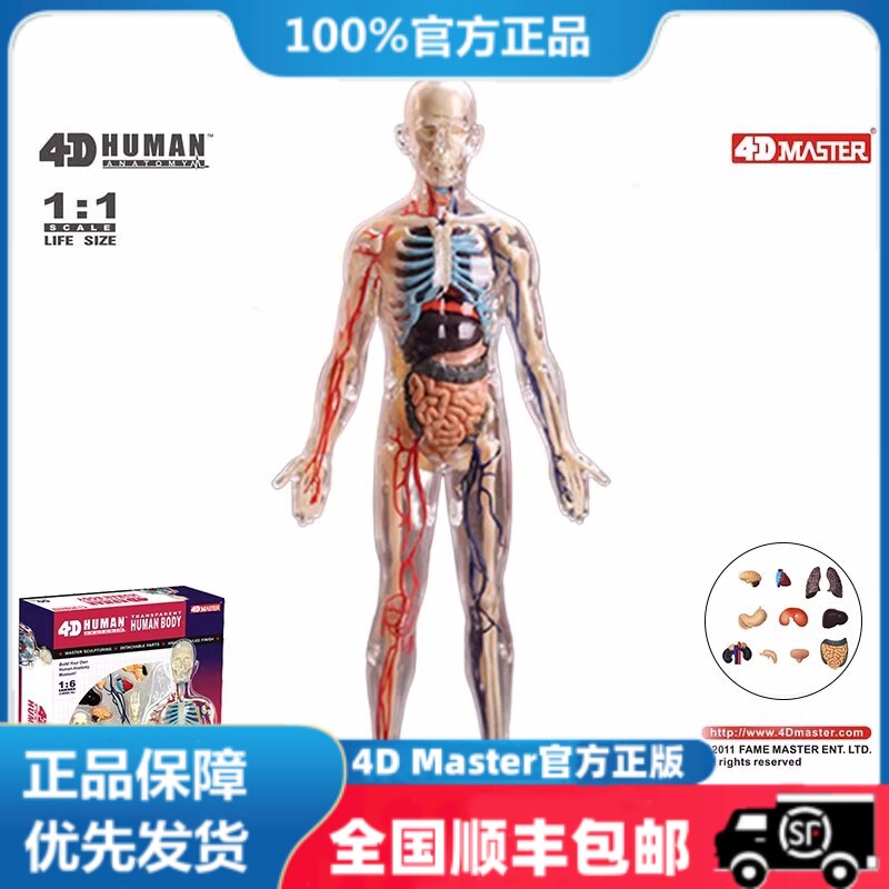 4D益智拼装玩具全身透明人解剖模型 内脏器官医学教具1:6比例