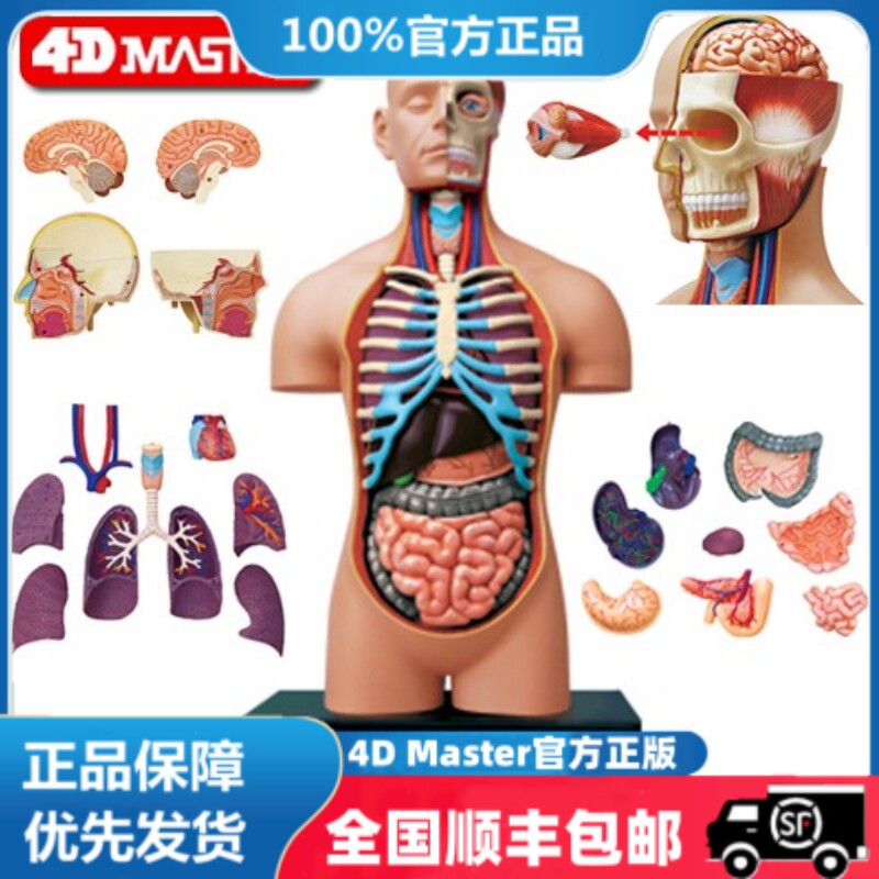 4D MASTER人体器官拼装教学模型 1：2.5对半开人体模型38cm