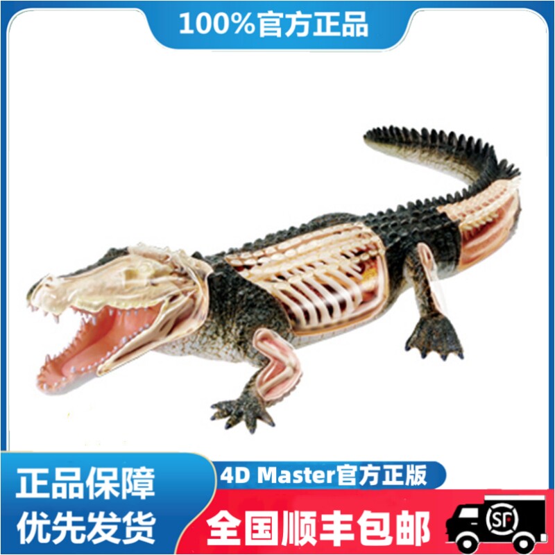 正品 4D MASTER 动物鳄鱼解剖拼装 生物鳄鱼器官解剖模型摆件