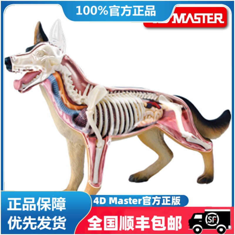 正版 现货 4D MASTER 狼狗拼装玩具 动物模型 狗解剖模型犬模型