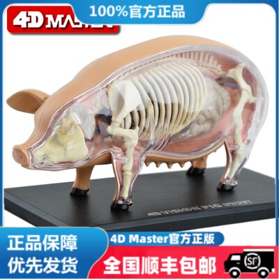 4D Master益智拼装玩具仿真动物生物猪器官解剖医学用教学模型