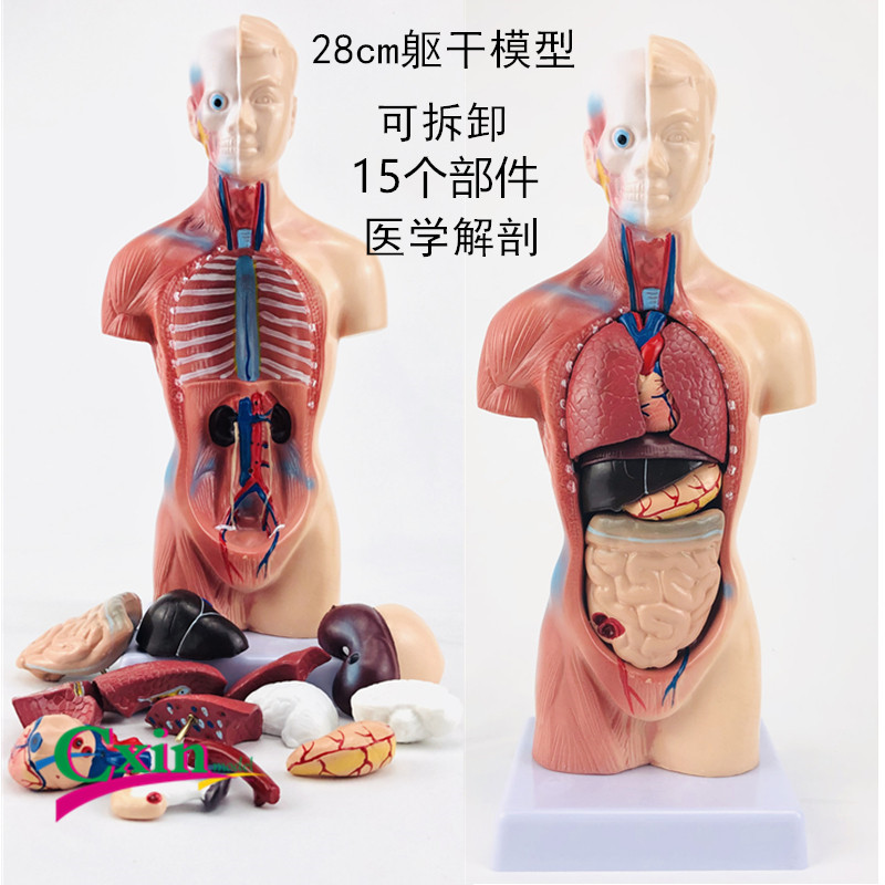 28CM躯干模型 人体躯干带15件内脏背解 人体标本模型 医学教学