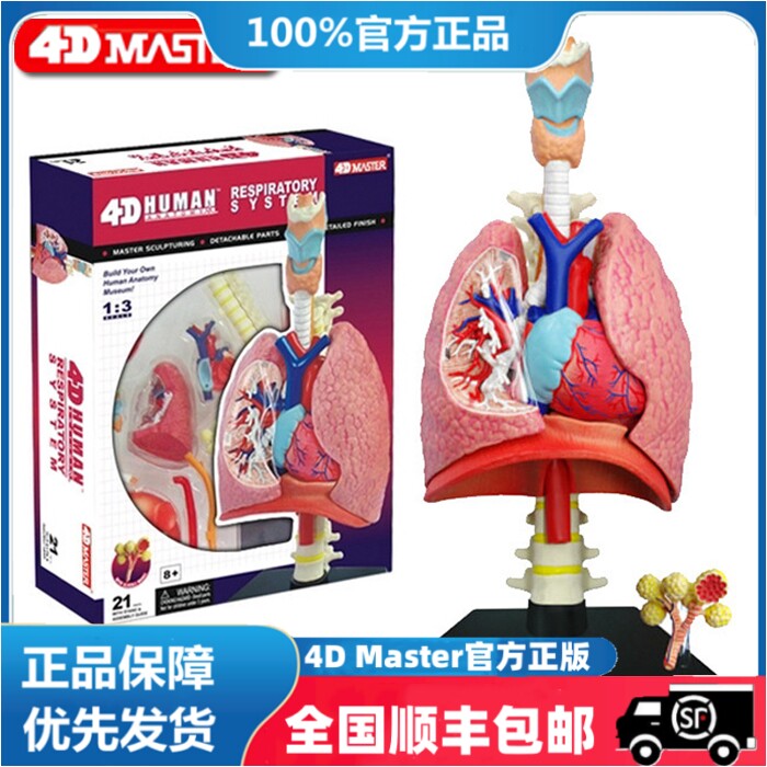 包邮 正品 4D MASTER 益智拼装玩具 人体1：3肺解剖器官解剖模型