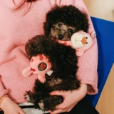 Charmingpet Dog Toy Product