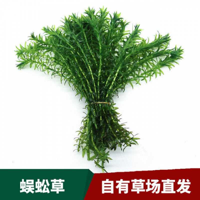 蜈蚣草金鱼藻冷水活体真水草懒人水草入门水草大杯陶杯水族箱造景