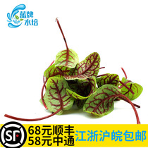 (Blue brand Hydroponic)Fresh acid mold leaf Red Sorrel acid film leaf Red acid film grass tray 60 pieces