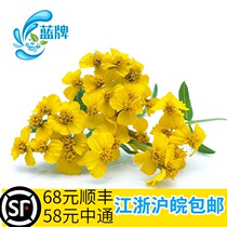 (Blue Brand) Fresh Mexican Chrysanthemum Wanshou Chrysanthemum Sweet Chrysanthemum Western Food Hotel Decoration Plate 50